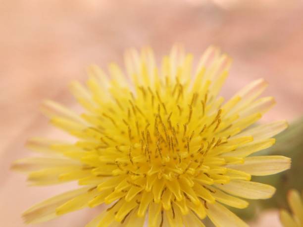 Dandelion flower (Taraxacum) soft focus macro close up during springtime