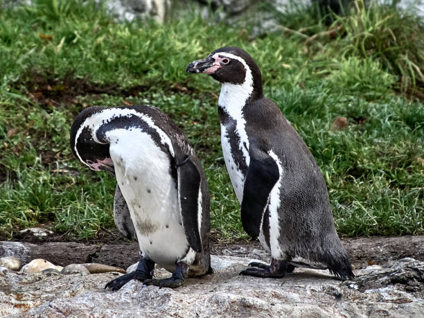 istock Shot of two penguins 1071396676