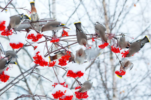 마가 목 나무에 새 들의 무리 - winter migration 뉴스 사진 이미지