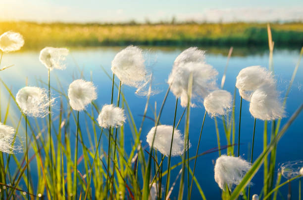 cotton grass on the lake - cotton grass sedge grass nature imagens e fotografias de stock