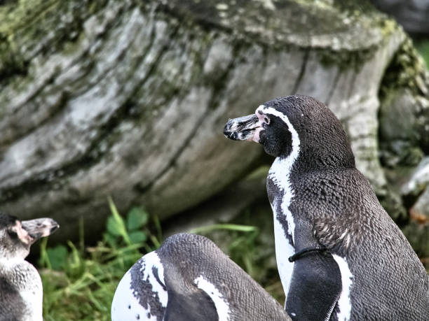 istock Shot of a group of penguins 1071399466