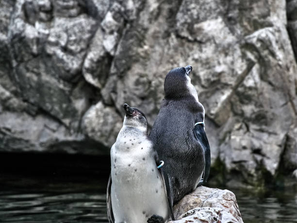Black and white penguins in zoo habitat