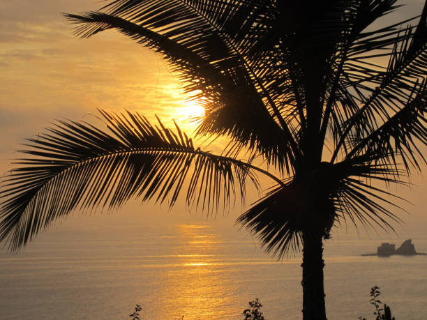 istock Ecuador La Rinconada Palm Silhouette Sunset 1071399800