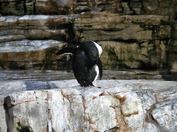 A black and white photo of penguins at a zoo