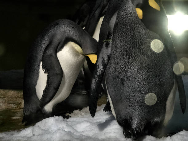 istock Shot of a group of penguins 1071400174