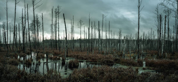 palude nebbiosa nella foresta - swamp moody sky marsh standing water foto e immagini stock