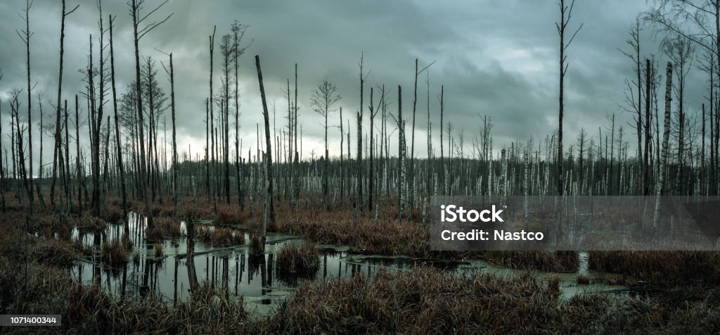 Misty swamp in the forest Panoramic view of a misty swamp in the forest with copy space Swamp Stock Photo