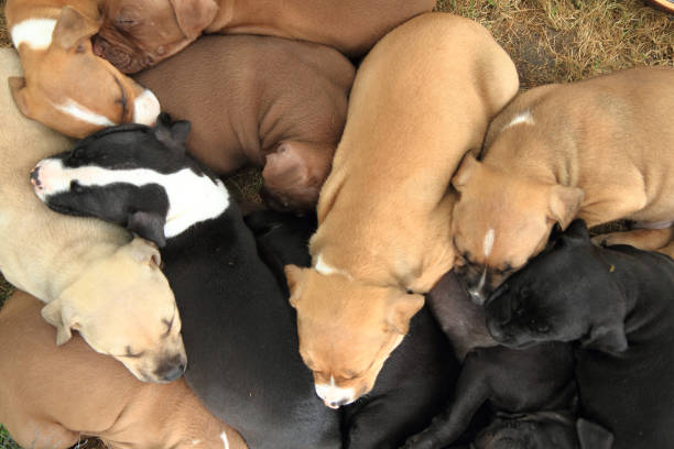 istock group of American Pit Bull Terrier dogs 1071401918
