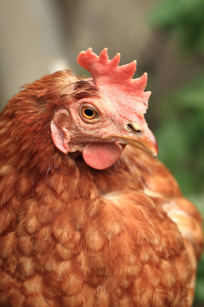 istock red chicken from small home farm 1071401924