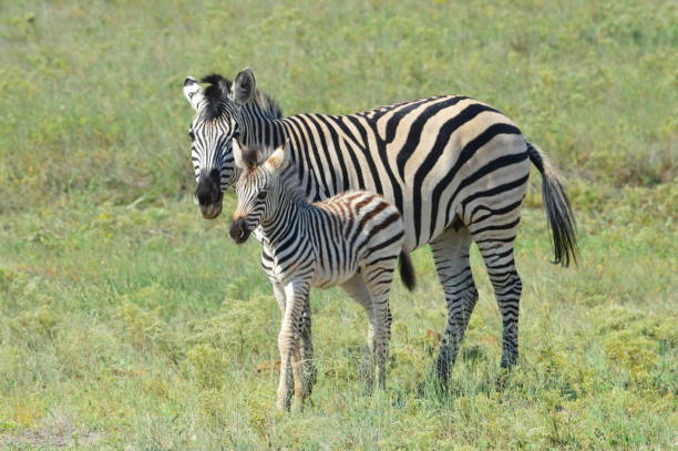 istock Zebras in african savannah 1071401936