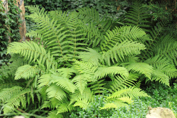 istock green fern background 1071402014