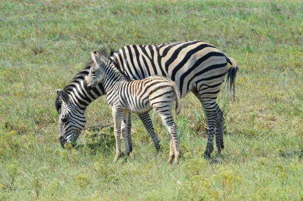 istock Zebras in african savannah 1071402038