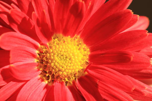 istock red autumn flowers 1071402298