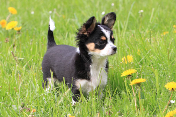 istock chihuahua in the grass 1071403234
