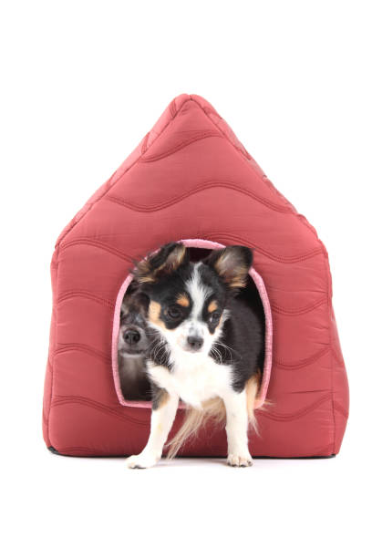 istock three chihuahua dogs are resting 1071403280