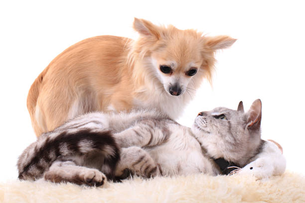 istock cat and chihuahua are resting 1071403632