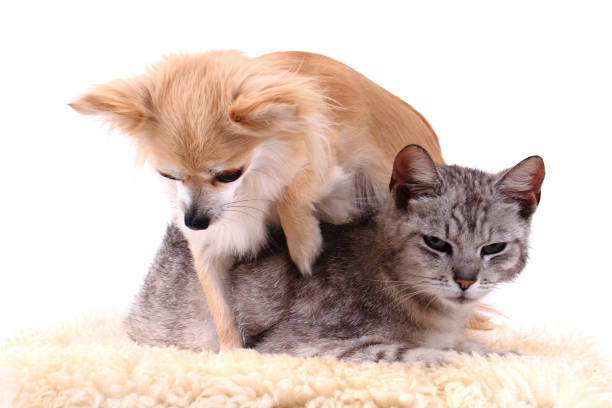 istock cat and chihuahua are resting 1071403644