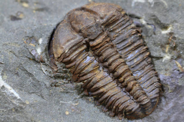 istock trilobite fossil background 1071403848