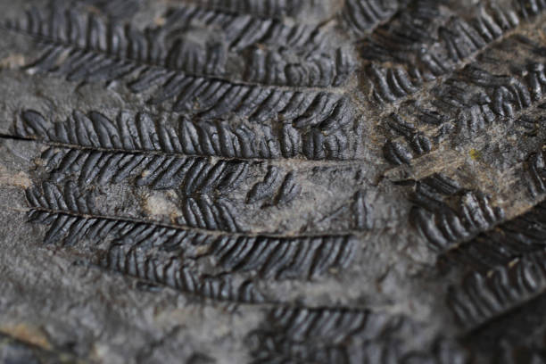 istock old fern fossil 1071403854