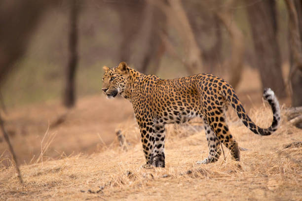 istock Indian leopard,  Panthera pardus fusca, Jhalana, Rajasthan, India. 1071404202