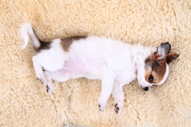 istock 8 weeks chihuahua puppy is sleeping 1071404676