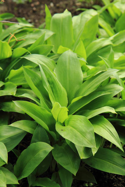 istock wild garlic plant 1071404728