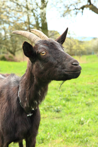 istock black goat in the grass 1071404760