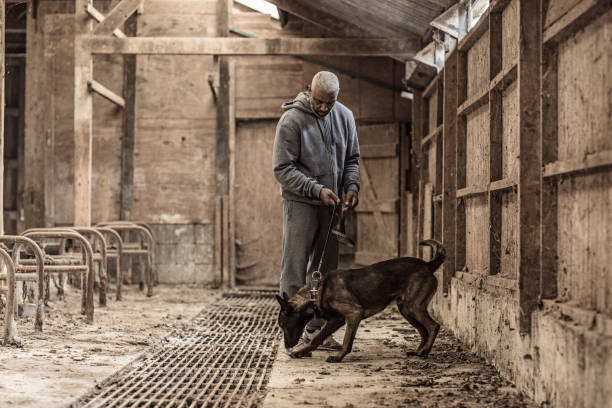 Handsome black middle aged security agent working with guard dog in abandoned farm