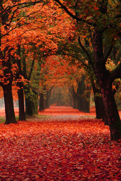 istock easy way in the autumn park 1071406358