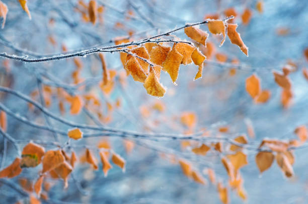 Birch branches with yellow leaves in hoarfrost