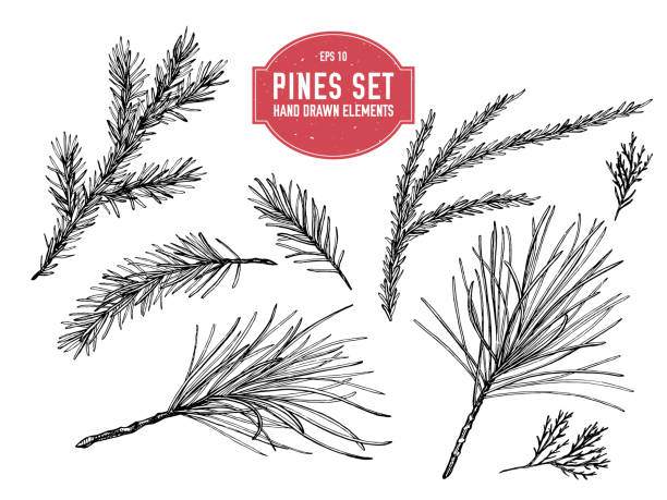 벡터 컬렉션 그린 흑백 파인 지점, 가문비나무, 삼나무 - pine branch pine tree pine cone stock illustrations
