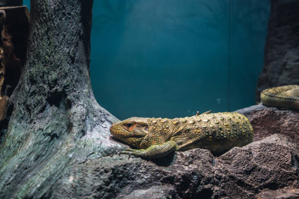 imagens de close up de um lagarto - lizard landscape desert australia - fotografias e filmes do acervo