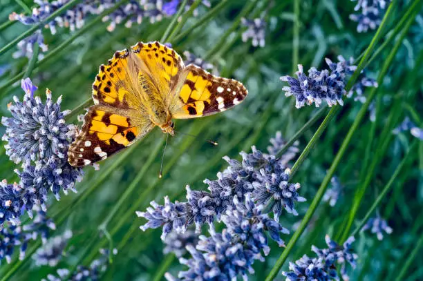 An image of the Painted lady butterfly,  Vanessa cardui, feeding on lavender. In America it is known as the Cosmopolitan Butterfly, with one of the greatest global distributions.