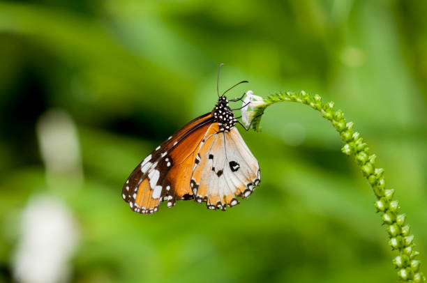 istock Male Plain Tiger Butterfly (Danaus chrysippus) 1071416316