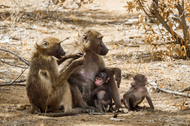 chacma pavian in krüger nationalpark, südafrika - kruger national park monkey baboon africa stock-fotos und bilder