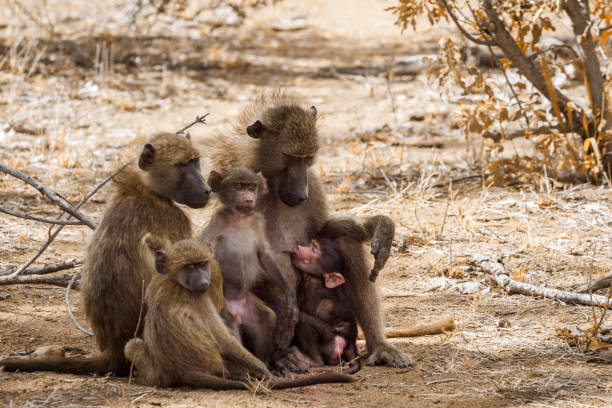 chacma pavian in krüger nationalpark, südafrika - kruger national park monkey baboon africa stock-fotos und bilder
