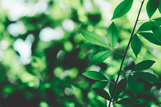 istock Closeup nature view of green leaf 1071429768