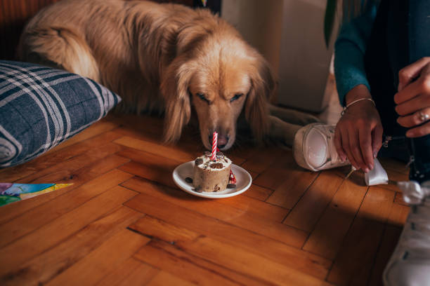istock Celebrating a birthday to my dog 1071430286