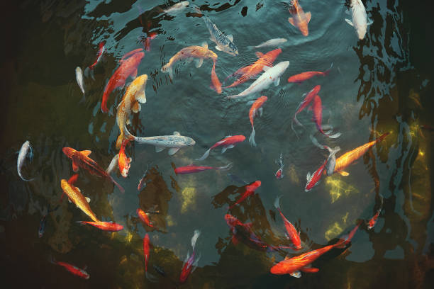 Golden carps and koi fishes in the pond Top view fish swimming from above stock pictures, royalty-free photos & images