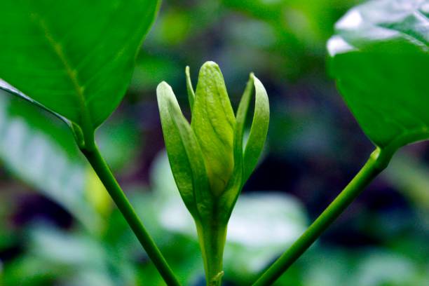 istock Fragrant White colour Gardenia Flower (Gardenia jasminoides) 1071432598