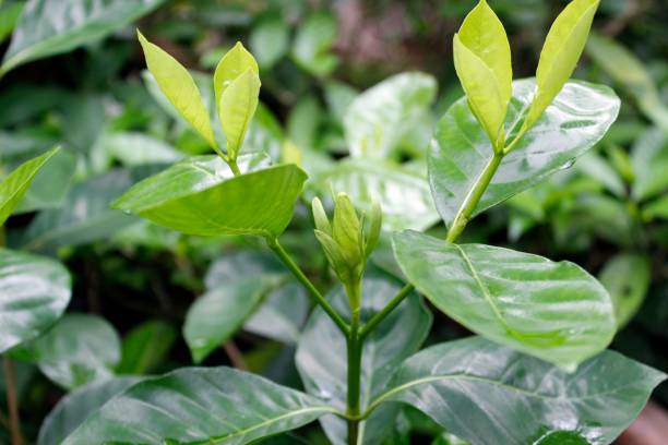 istock Fragrant White colour Gardenia Flower (Gardenia jasminoides) 1071432700