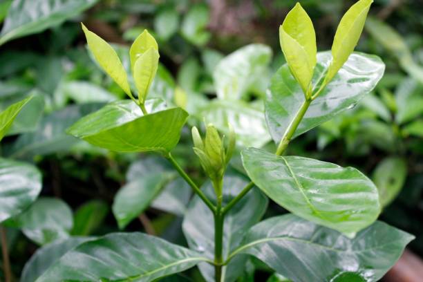 istock Beautiful fragrant Gardenia jasminoides (the gardenia, cape jasmine, cape jessamine, danh-danh, or jasmin) 1071432730