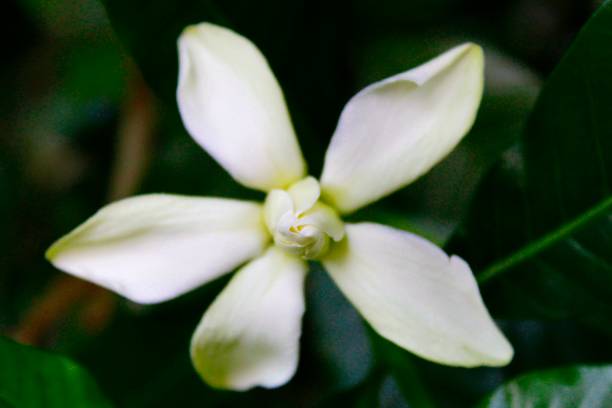 istock Beautiful fragrant Gardenia jasminoides (the gardenia, cape jasmine, cape jessamine, danh-danh, or jasmin) 1071433128