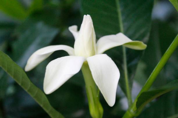 istock Beautiful fragrant Gardenia jasminoides 1071433310