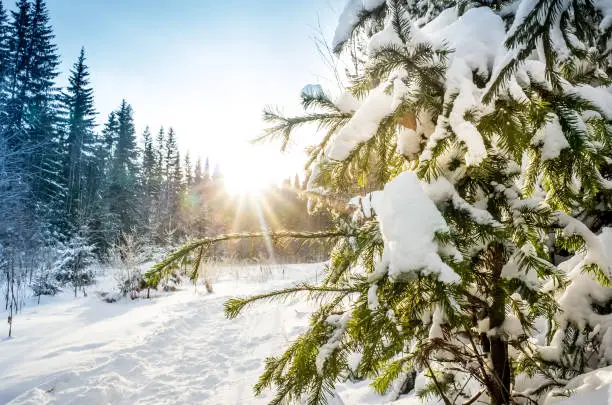Sun with rays and coniferous forest trees. Winter landscape