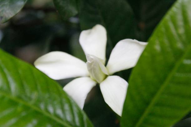 istock Fragrant White Gardenia flower 1071433448