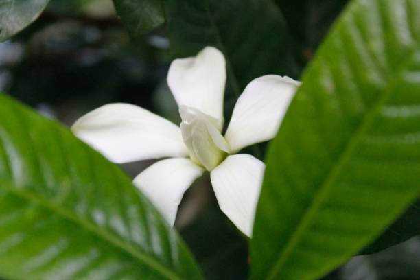 istock Fragrant White colour Gardenia Flower (Gardenia jasminoides) 1071433524