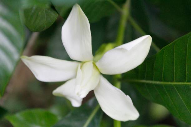 istock cape jasmine or cape jessamine flower 1071434578