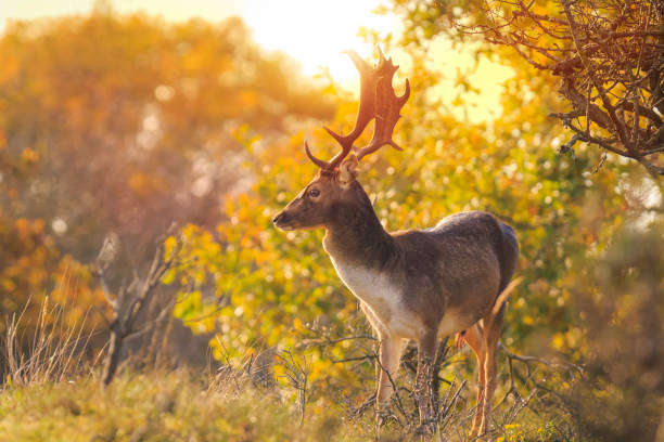 Fallow deer Dama Dama male with big antlers during rutting season. The Autumn sunlight and nature colors are clearly visible on the background.