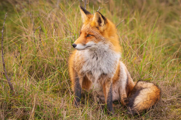 istock Wild red fox Vulpes Vulpes close-up 1071436594
